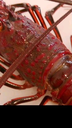 澳洲大红龙,又嫩又可口