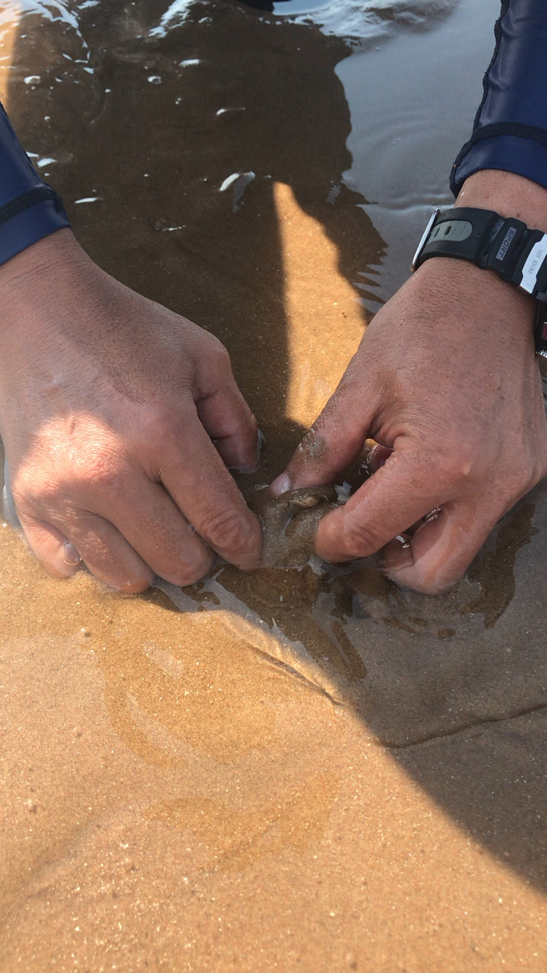 退潮时赶海挖蛏子