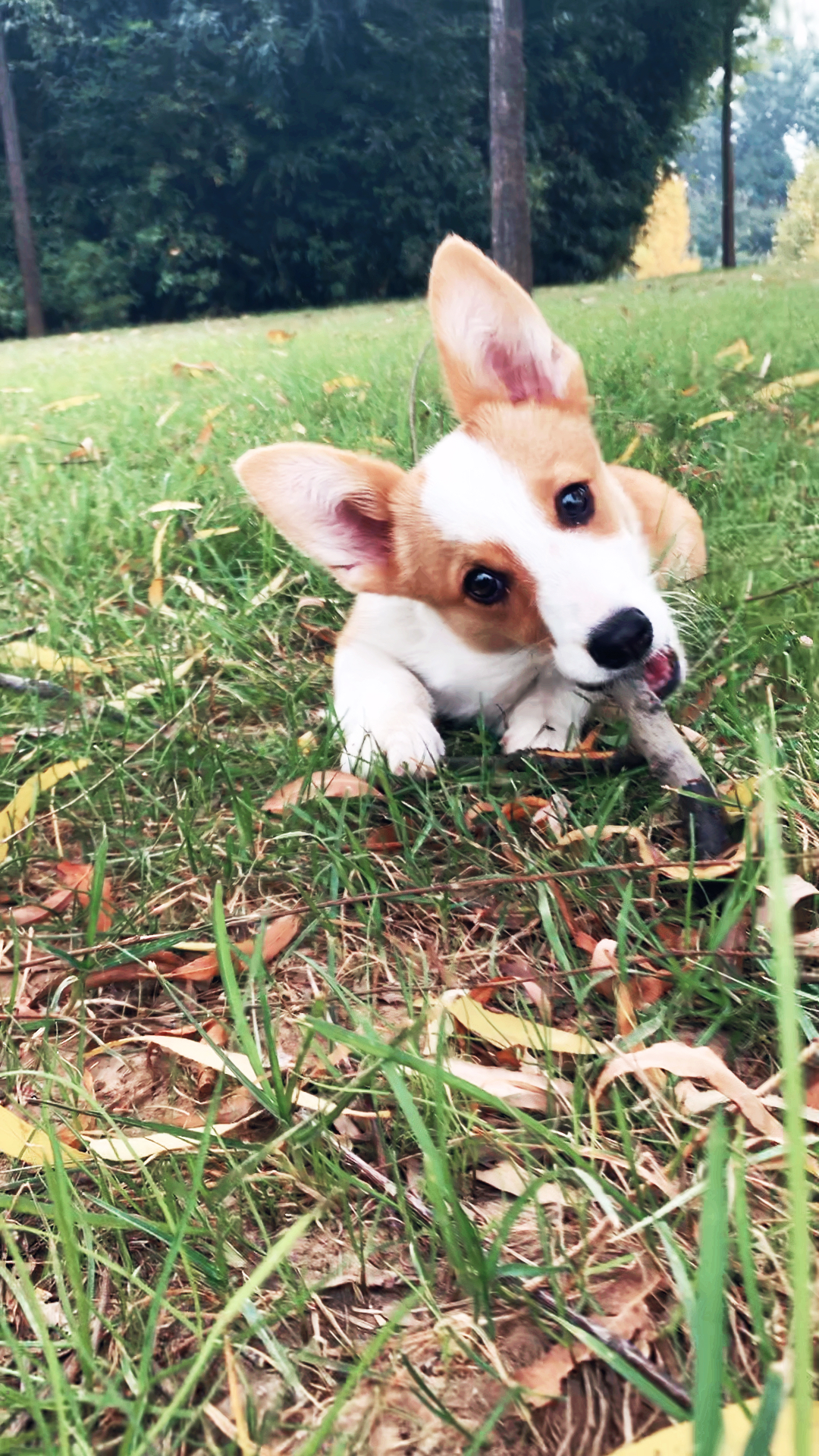 搞笑萌宠#大家好:我叫卡特公主,今天有4个月零10天大了.