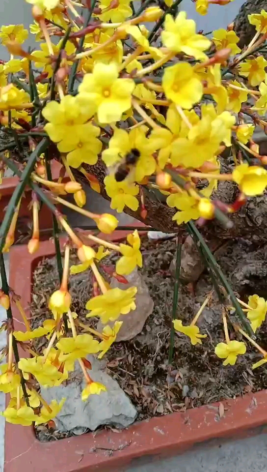 花的海洋一家人,小叶迎春开花有点香引来了蜜蜂