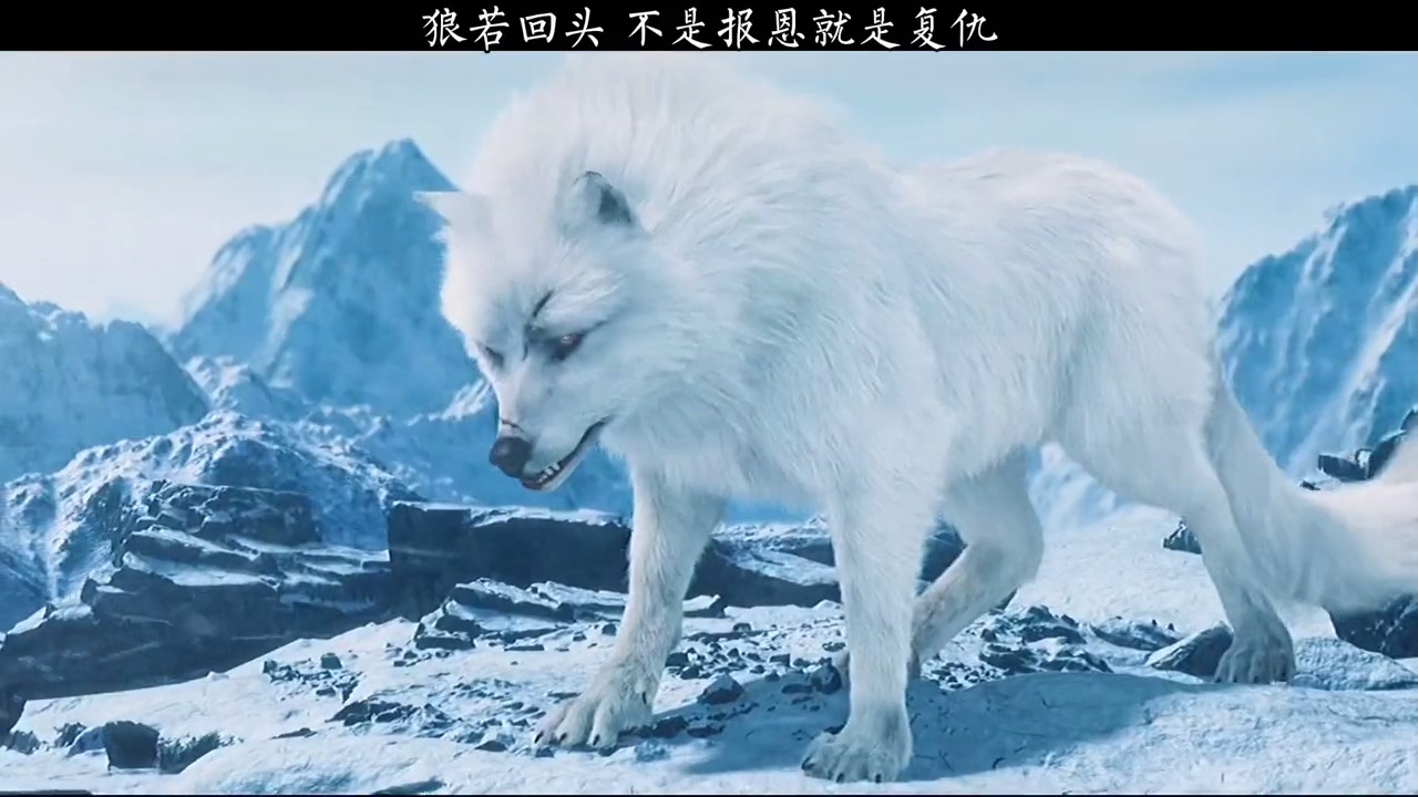 影视剪辑#狼若回头,不是报恩就是复仇!