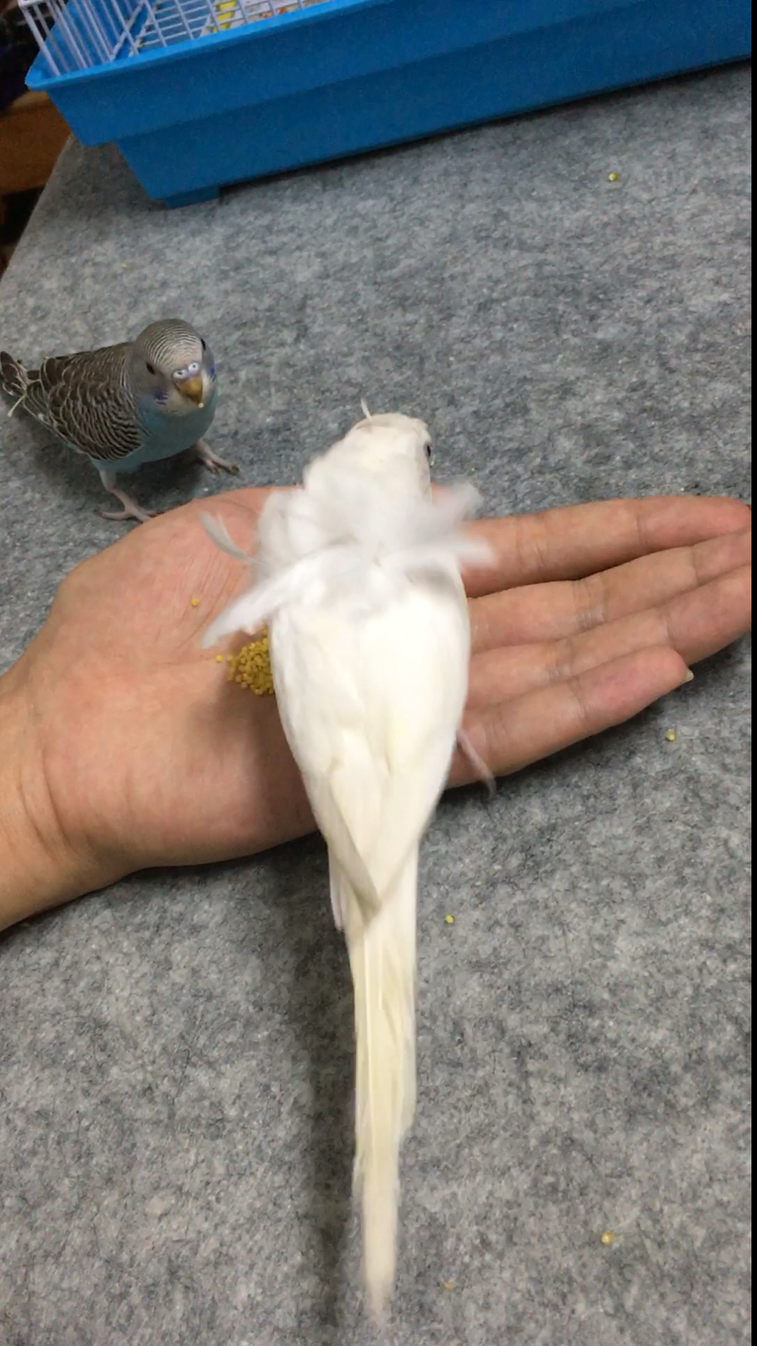 雨衣虎皮鹦鹉 喜欢的可以了解一下 背部有反毛