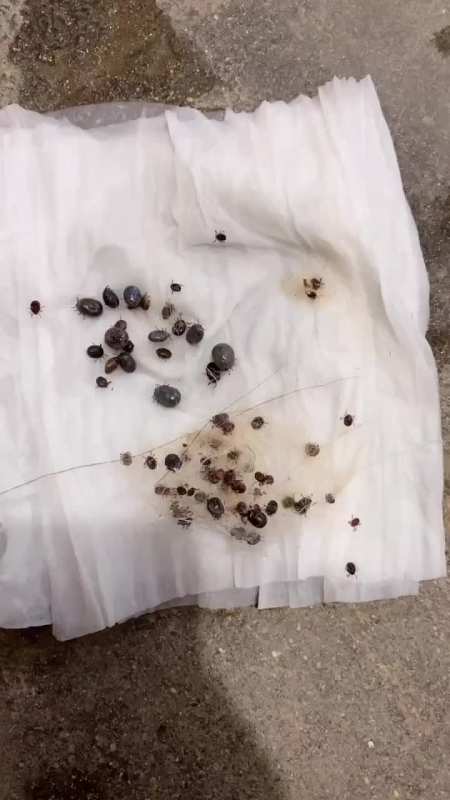 这是从黑仔哥哥身上抓的蜱虫真不知道狗狗是怎么扛过来的