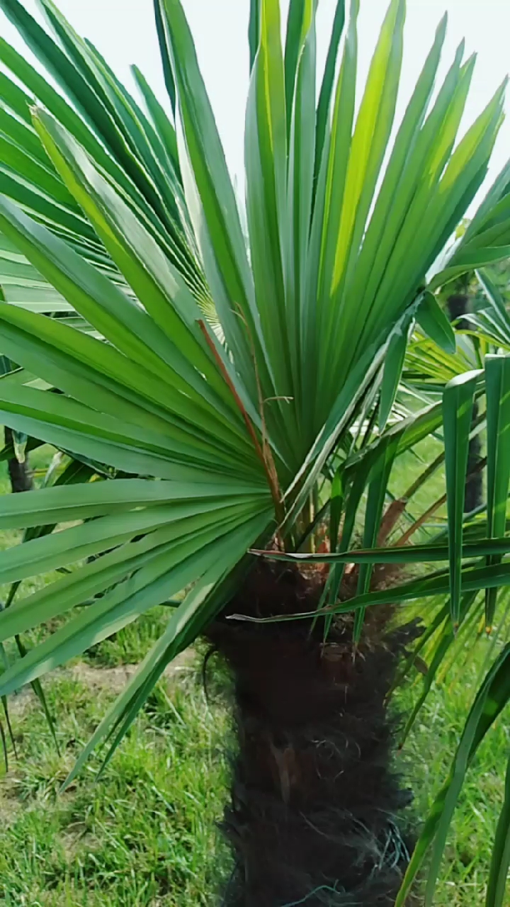 夏日旅行目的地#幼苗芭蕉扇叶子