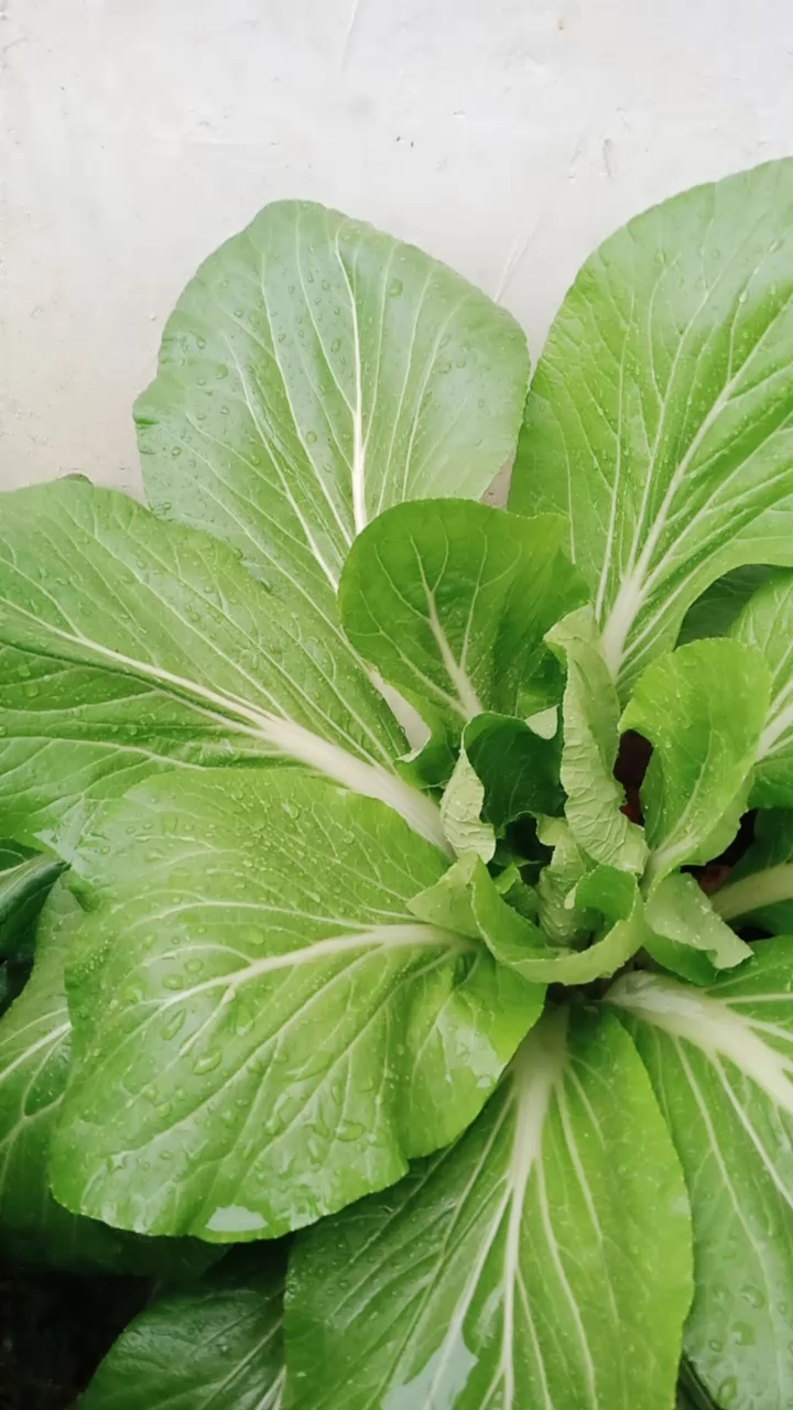 围墙角长了一棵特别大的青菜