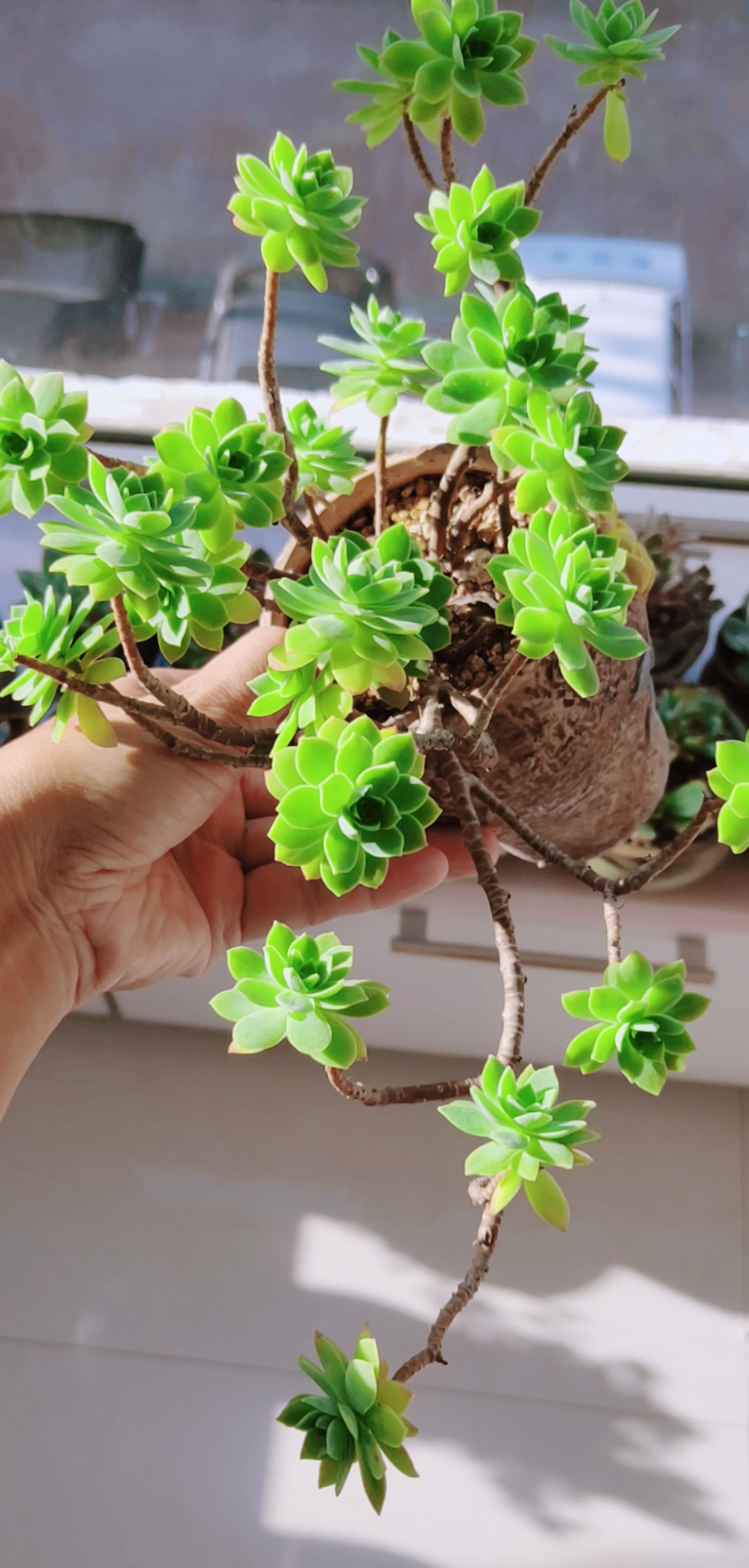 我的小花园#薄化妆老桩