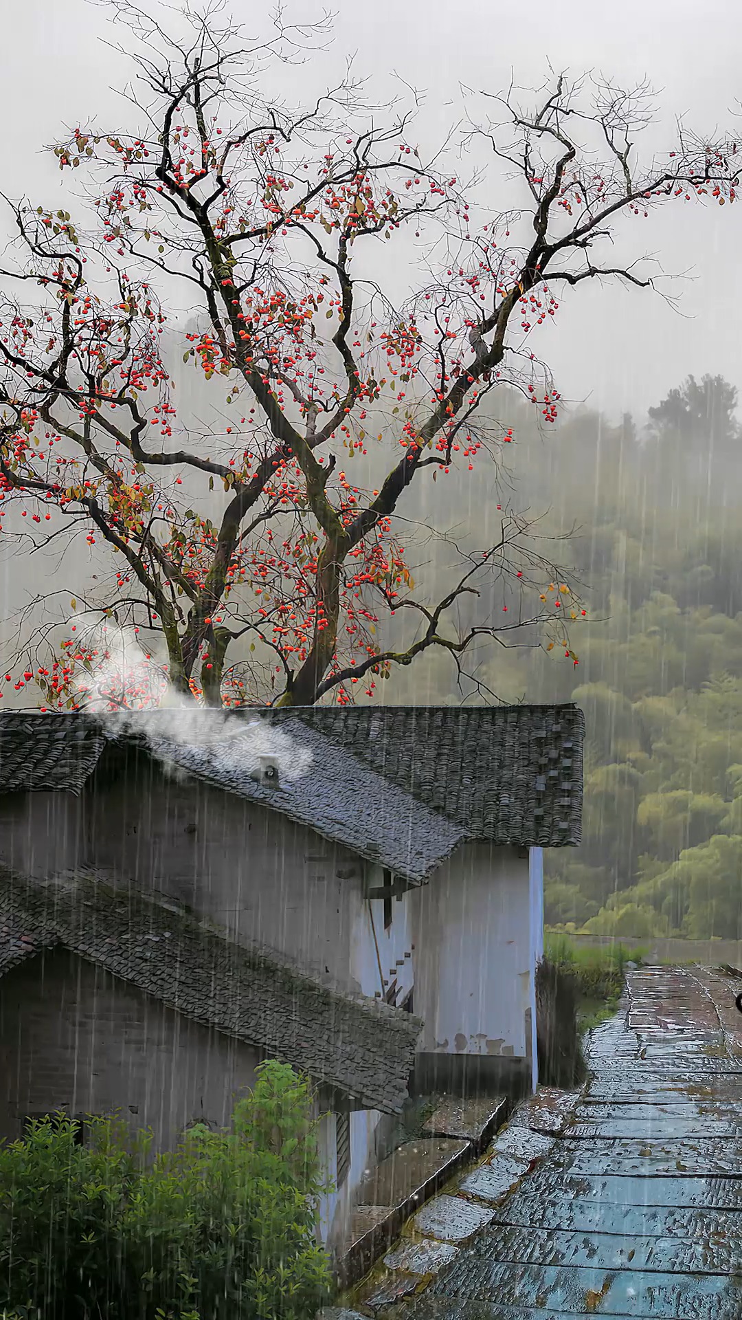 深山老屋柿子树意境图片