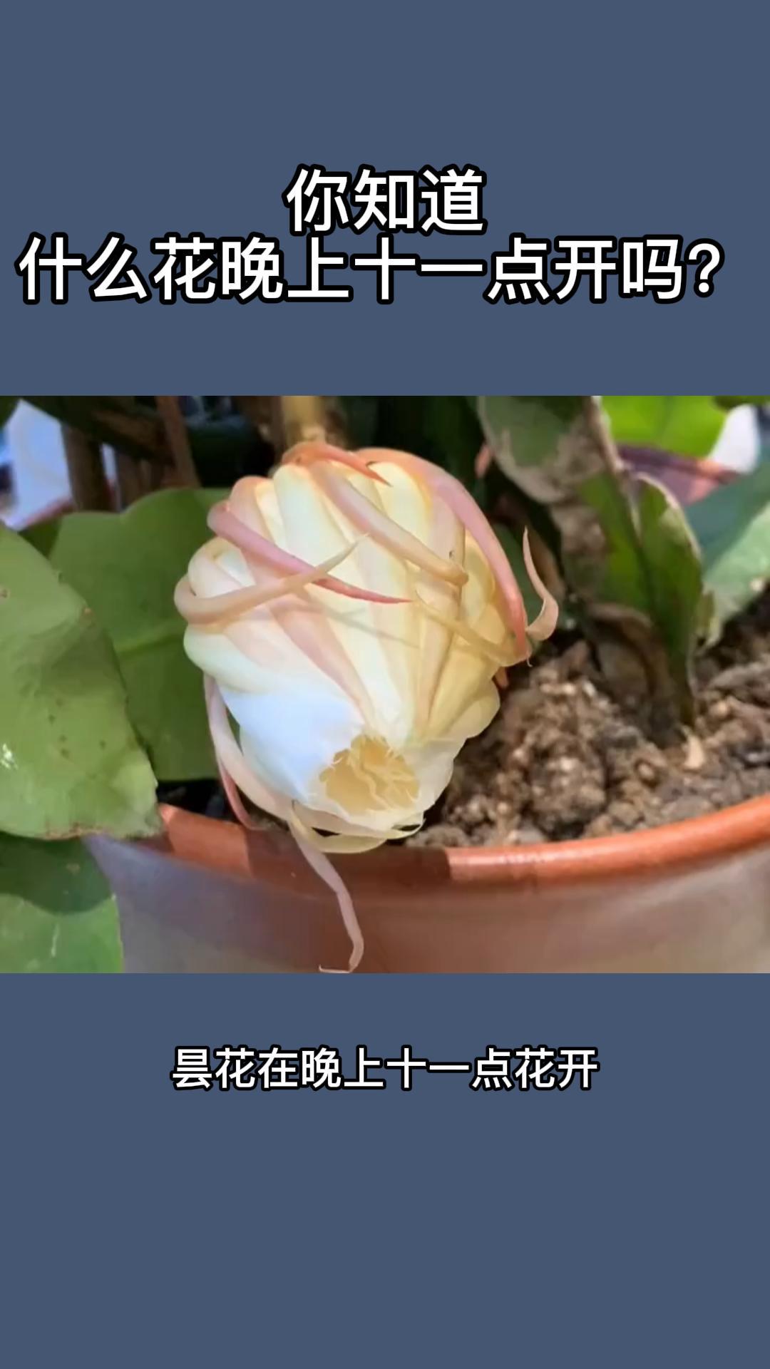 你知道什么花晚上十一点开吗?