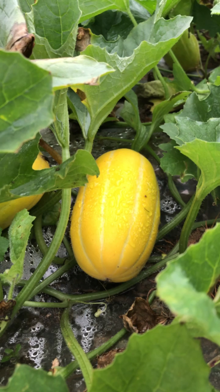 广西天天下雨,黄金香瓜都不好摘了,你们看这瓜品质怎么样?