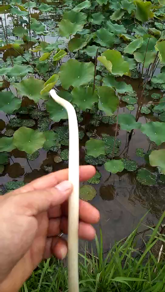 刚扯的藕带,超嫩.