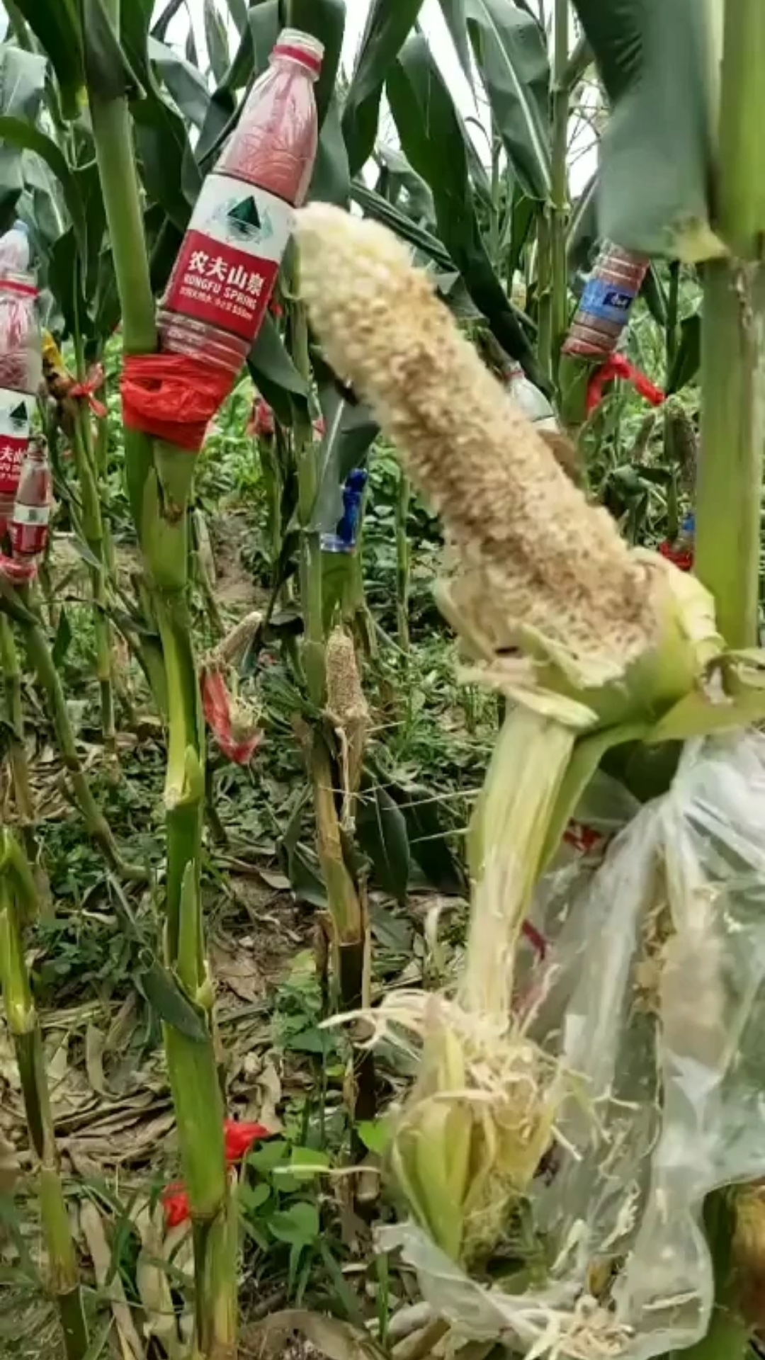 玉米都被老鼠快啃完了,只能用瓶子套起来,谁有好办法把老鼠都抓了