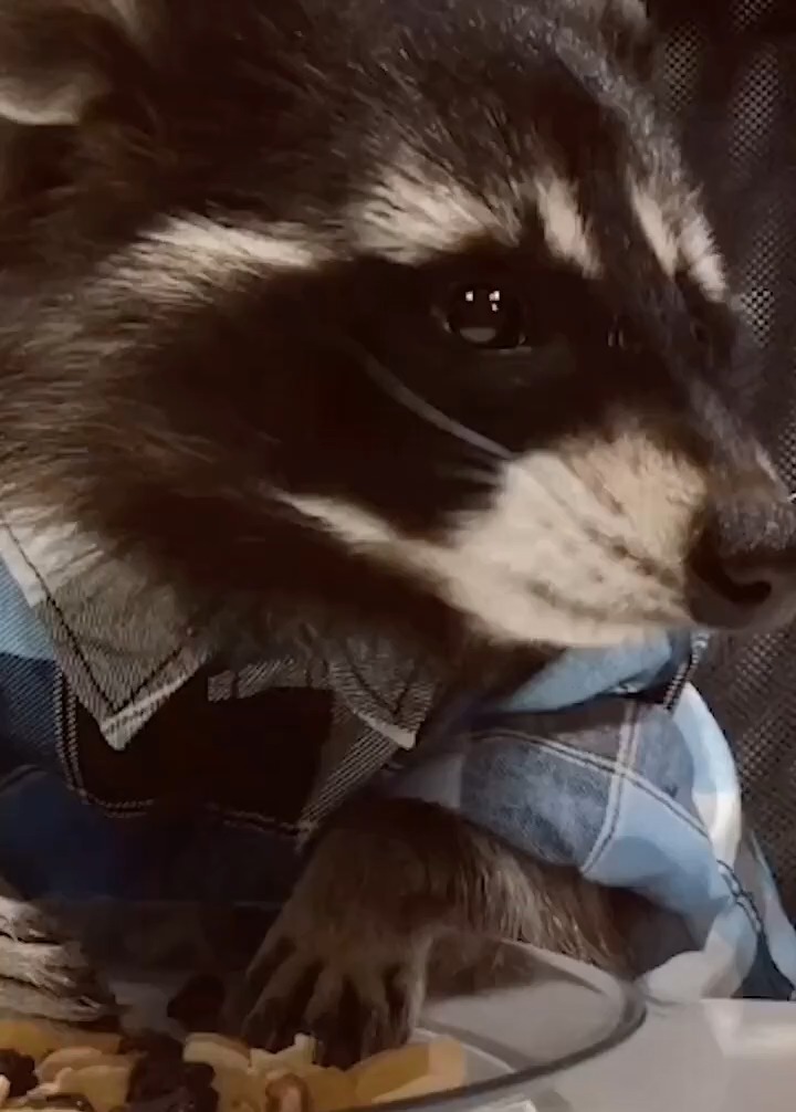 我家宠物成精了#可爱有趣小浣熊的日常搞笑记录8