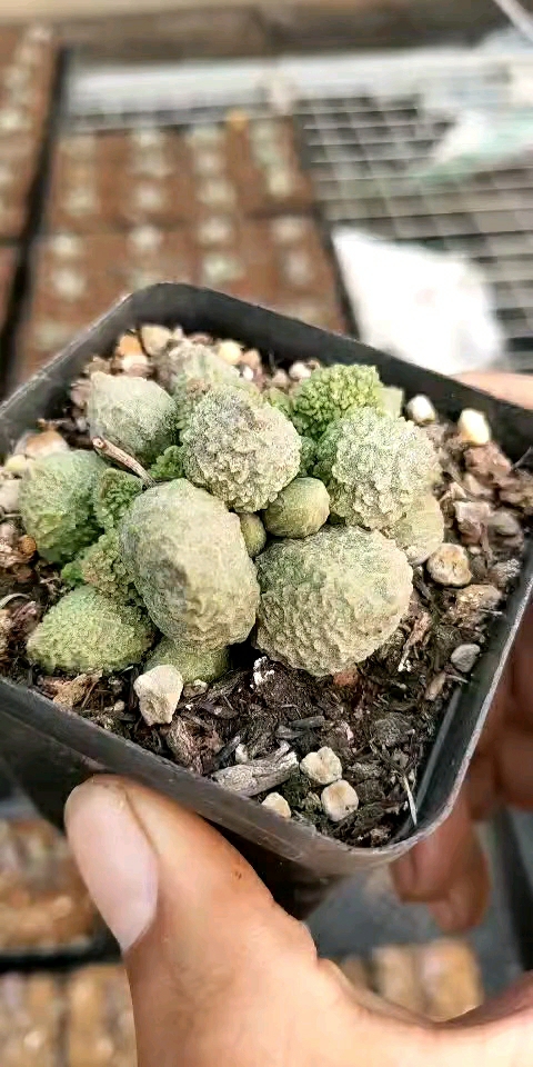 多肉植物翠绿石