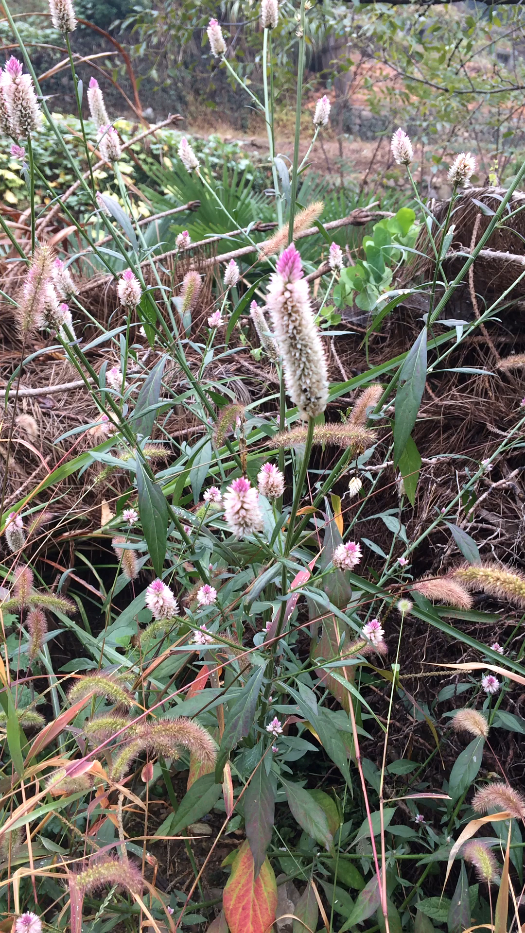 辨花识草:青葙.燃烧的火炬,有冲天之志.一般乡下叫野鸡冠花.