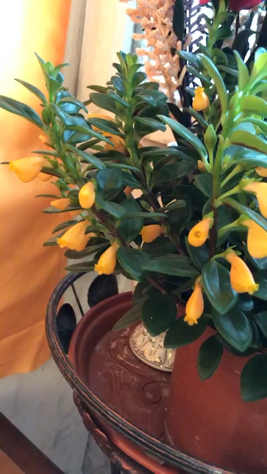 树上挂满小金鱼,看到的朋友都年年有鱼哦!