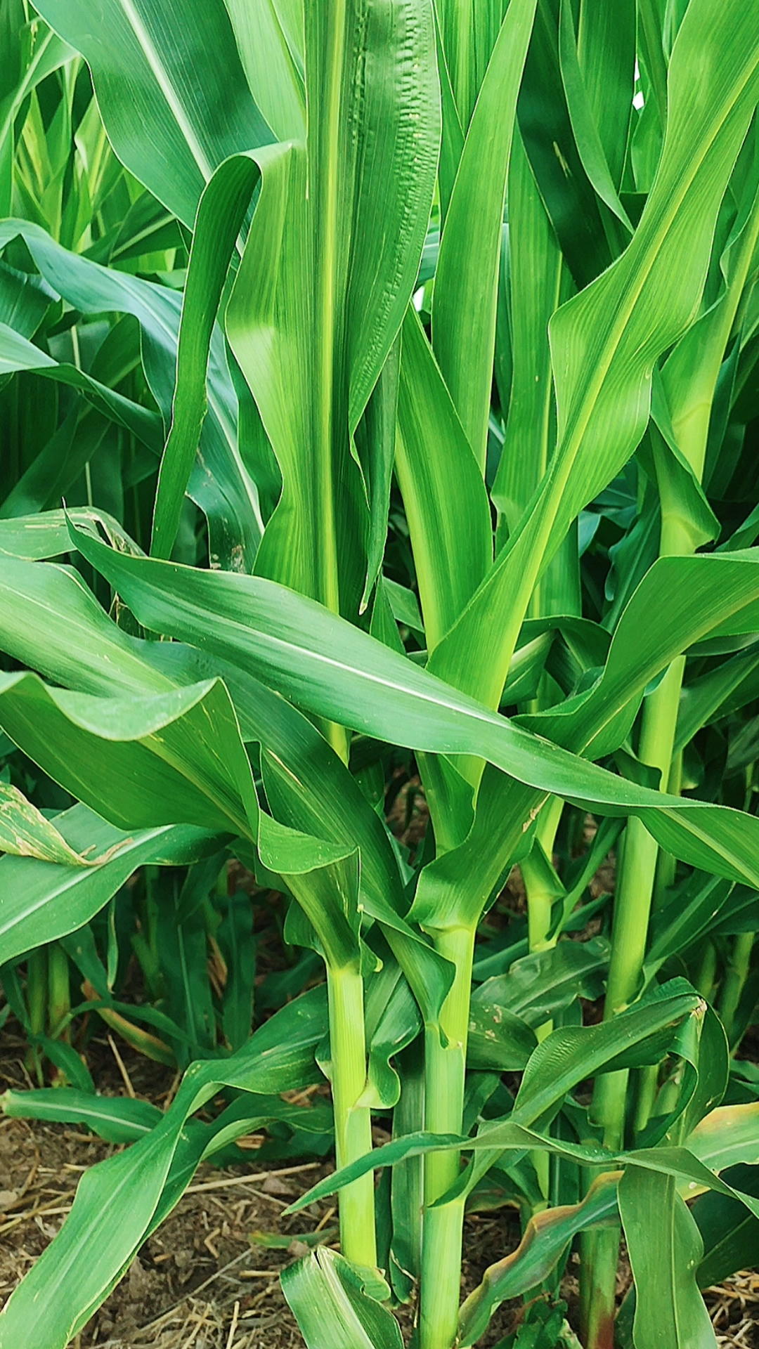 玉米#身材高挑,外表清秀,这就是玉米树.