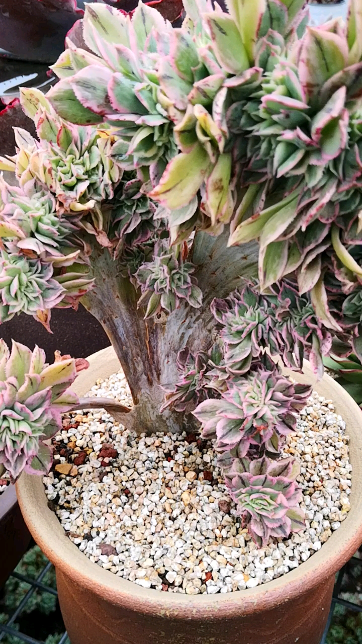 有一种可爱叫多肉!#灿烂法师缀化老桩,喜欢它的造型!