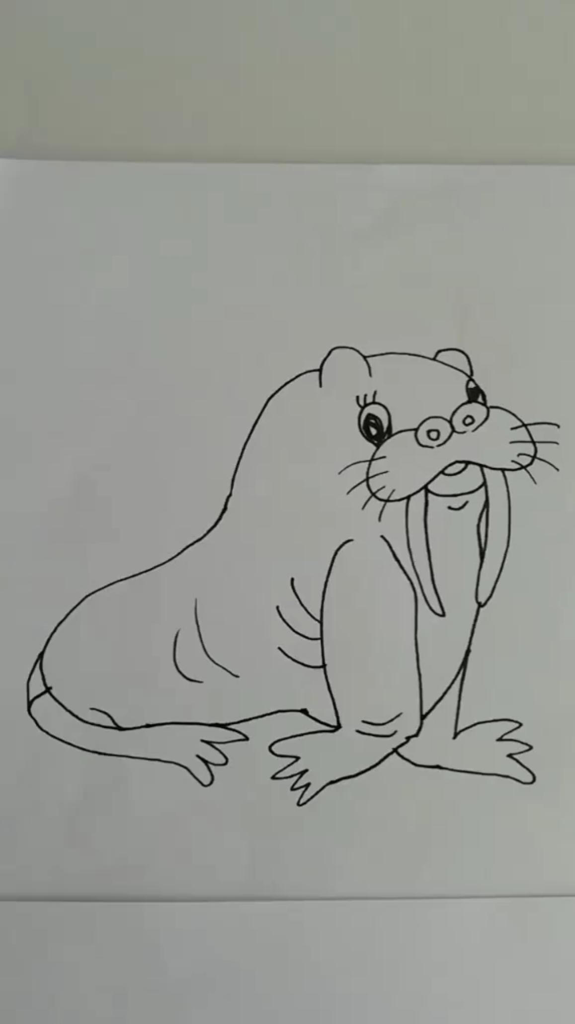 北极海狮简笔画图片