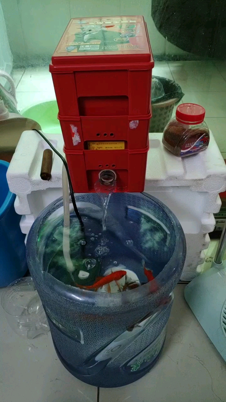 饮水桶养鱼