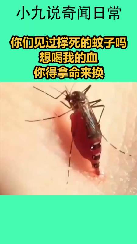 我要上热门#你们见过撑死的蚊子吗,想喝我的血,你得拿命来换