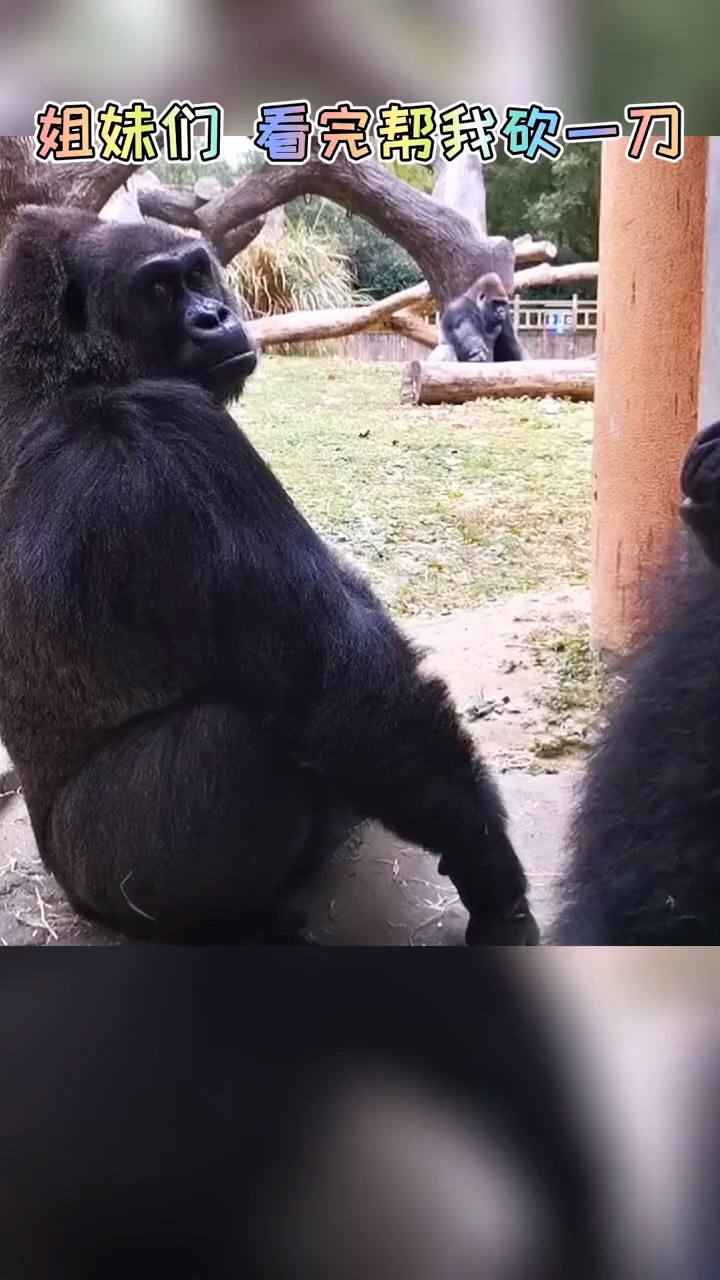 搞笑段子剧伙食差之砍一刀