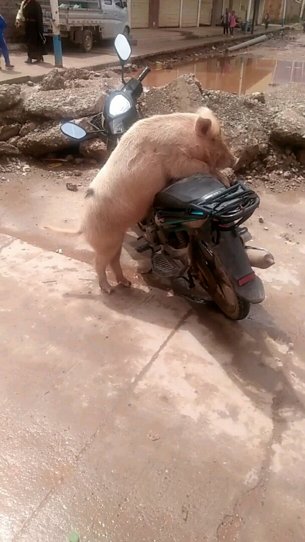 猪在摩托车上的图片图片