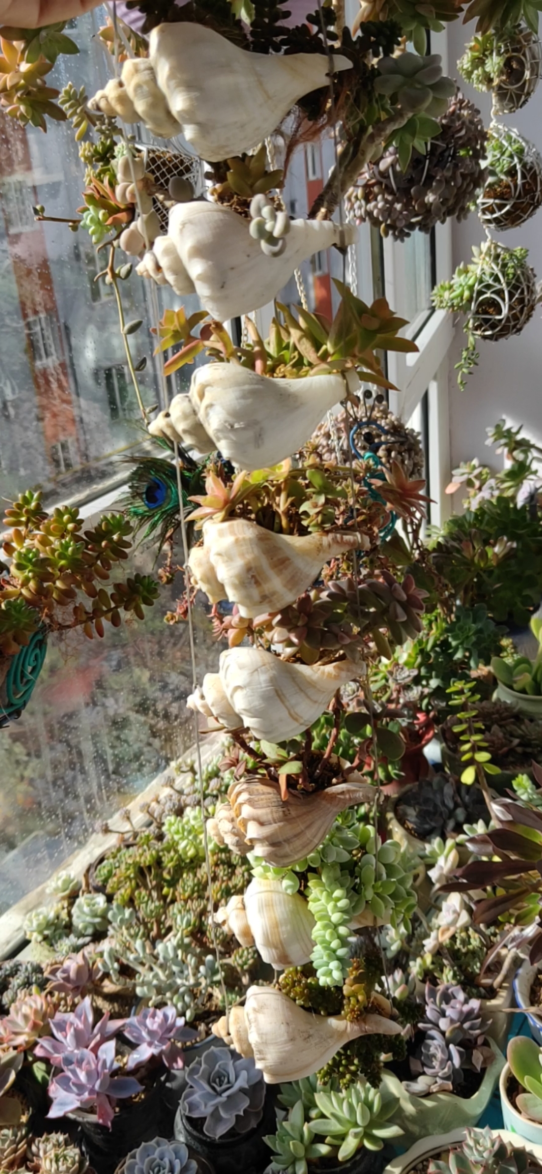 我的小花园#看看我的海螺多肉长得还不错