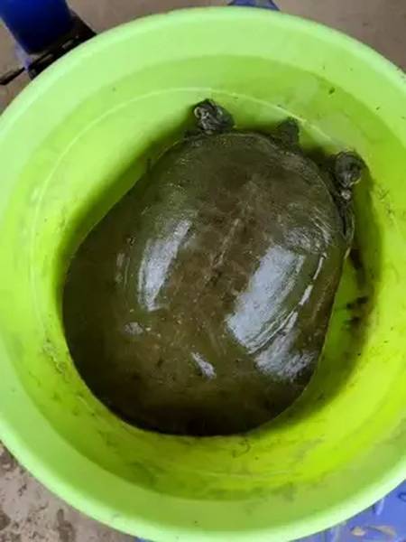 纯野生大甲鱼鱼原生态120包邮便宜出售