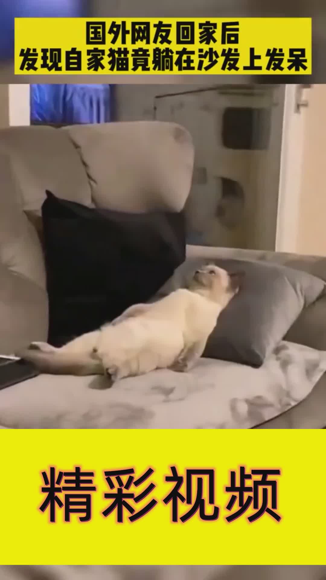 国外网友回家后发现自家猫咪竟然躺床上发呆,太可爱了