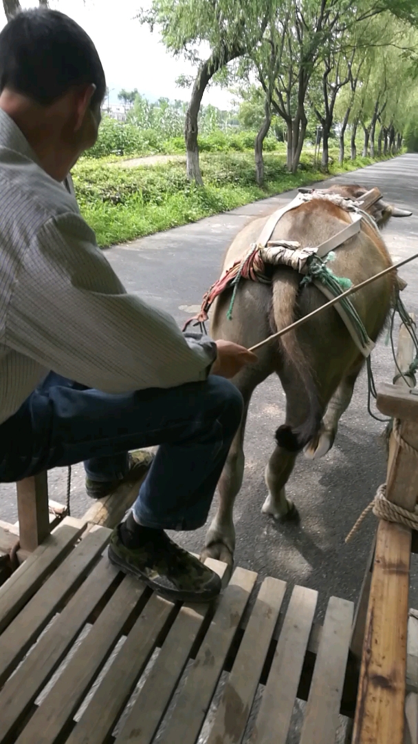 赶着牛车去赶集吗?