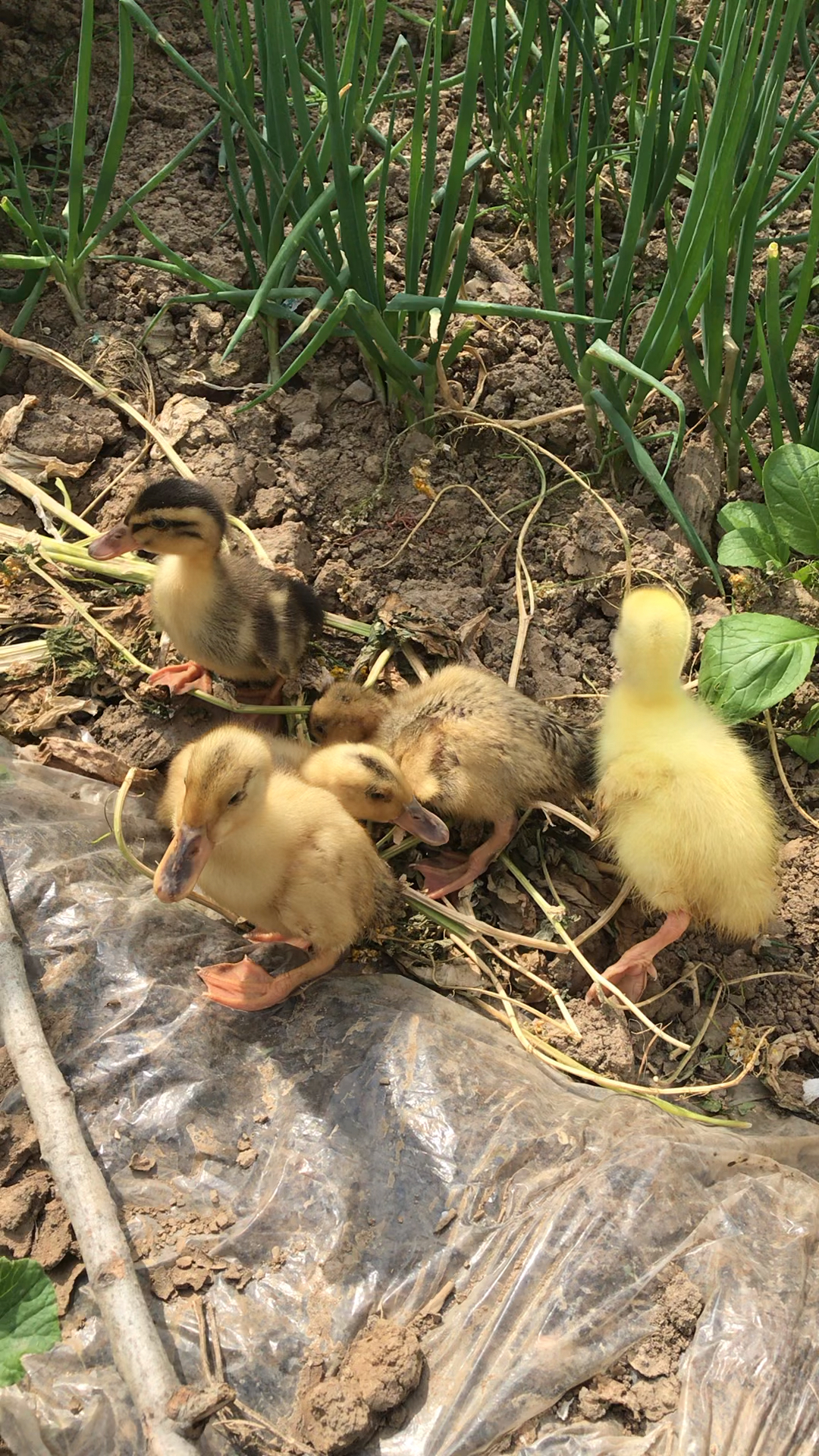 小鸭子的第一天,兄弟们看多少天能长大,喜欢田园生活的记得点击,谢谢
