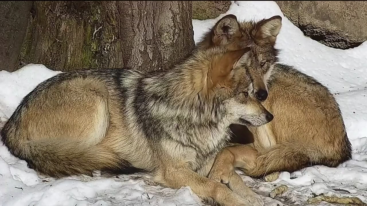 音为有你#雪地里,两匹狼拥抱取暖