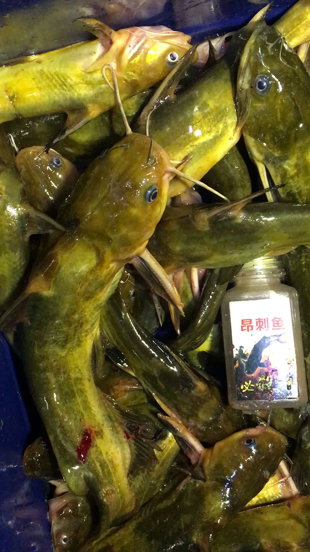 今天黄辣丁鱼获满满的啊!小药太给力了