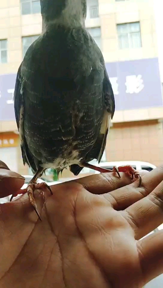 神宠来袭#五白八哥,换毛也独特