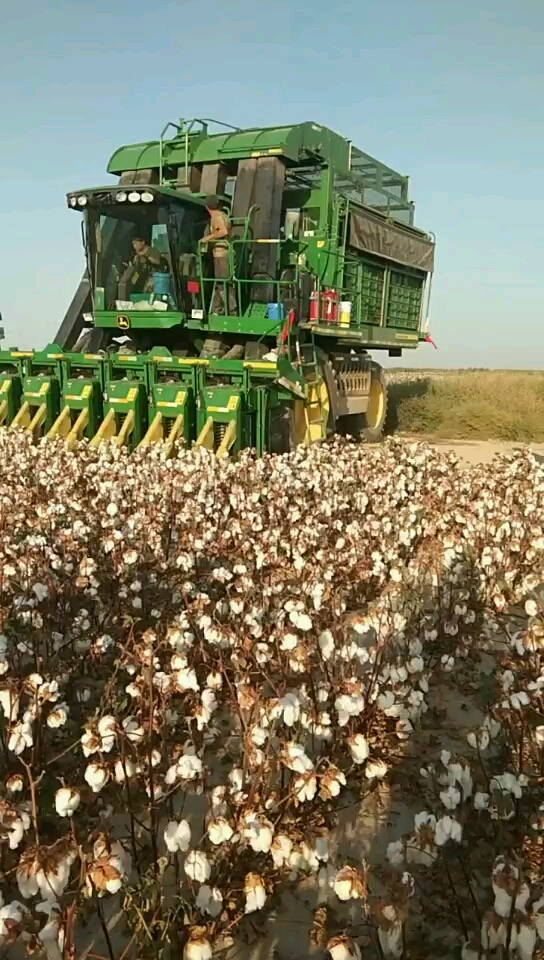 收棉花.