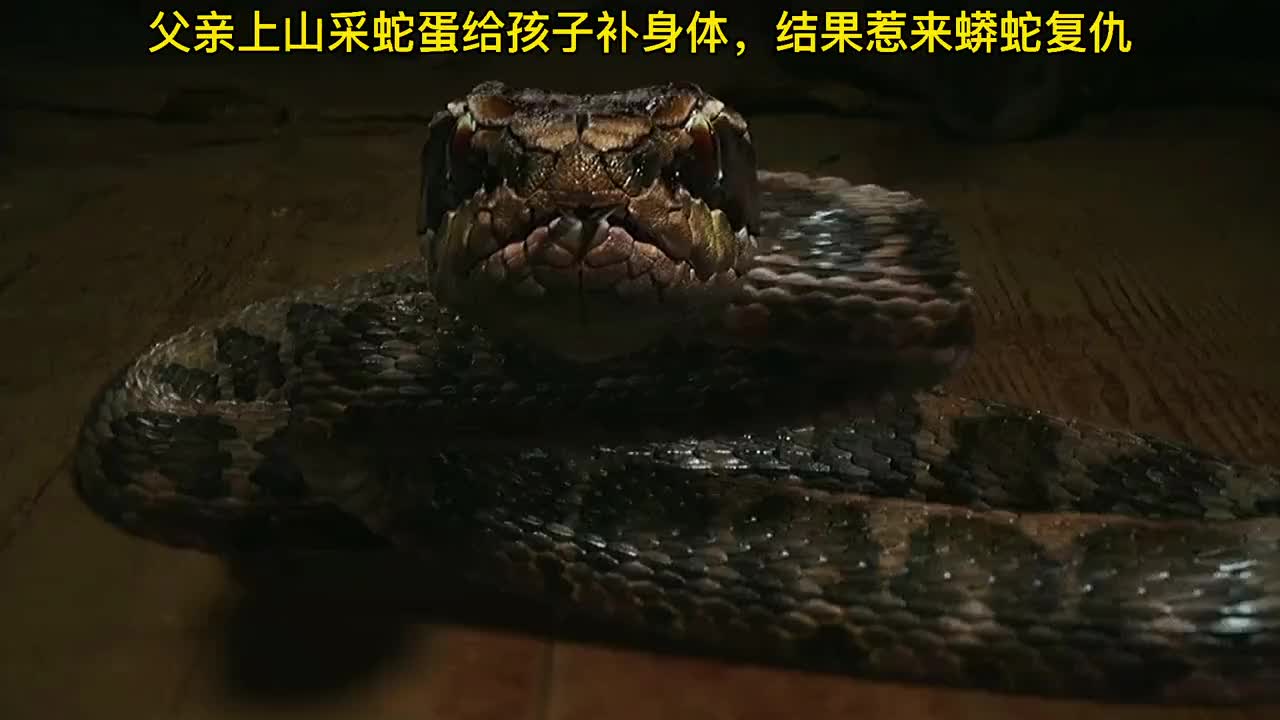 我要上热门#蛇可是记仇的,千万别招惹