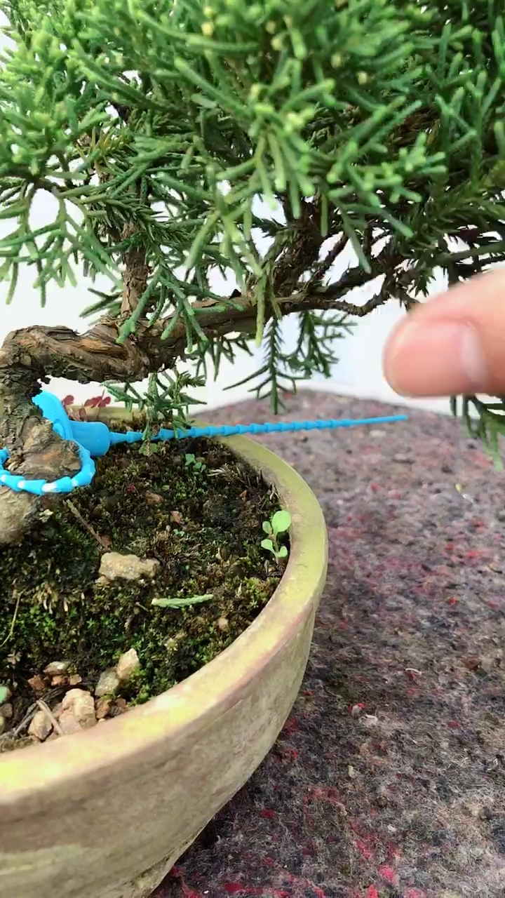 精品童子功