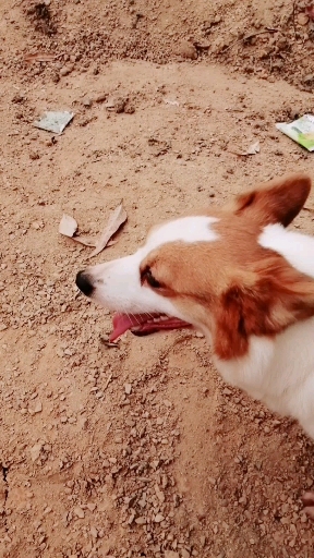 很可爱的连体狗