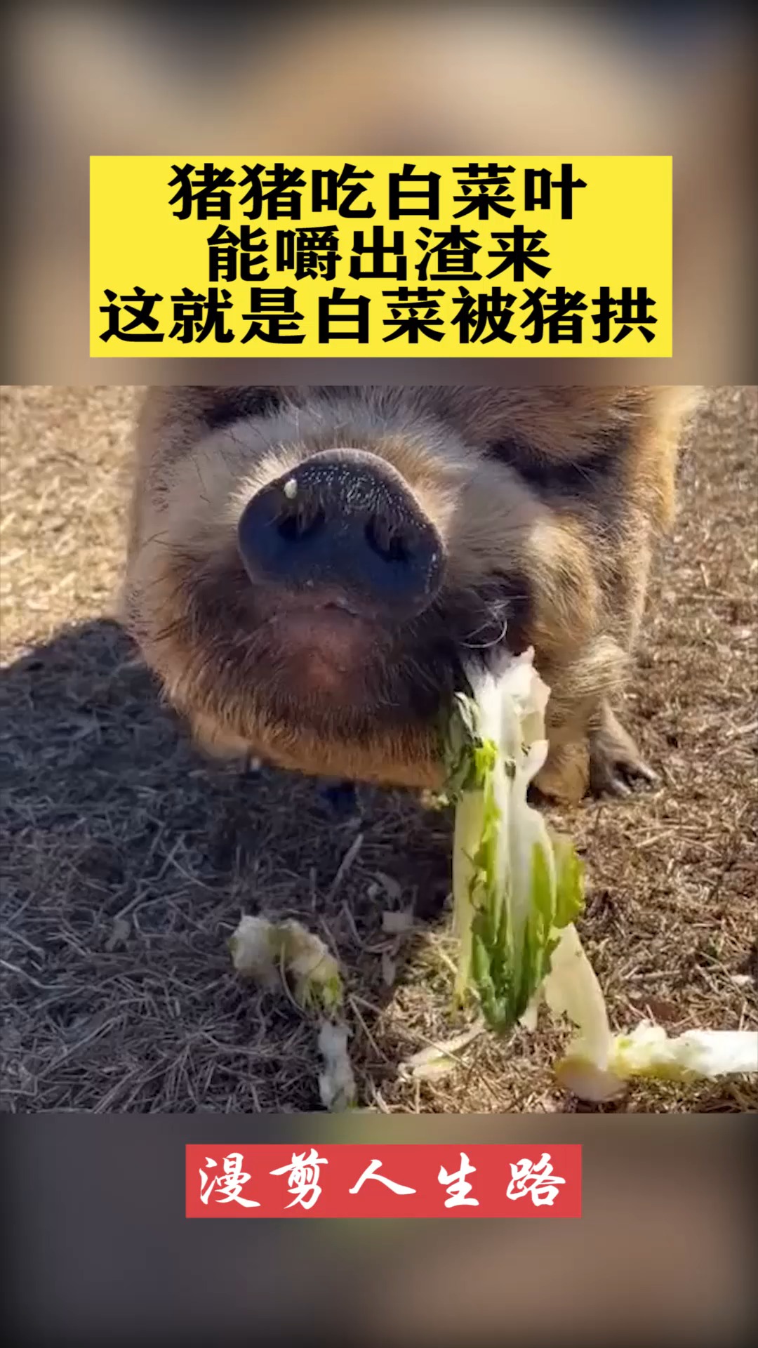 小猪吃白菜图片高清图图片