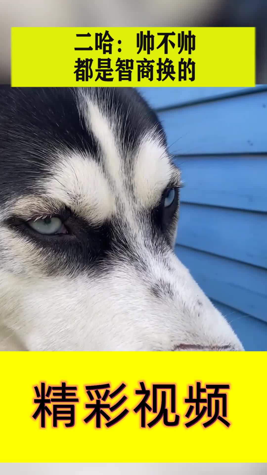 二哈:帅不帅,都是智商换的!满满的压迫感!
