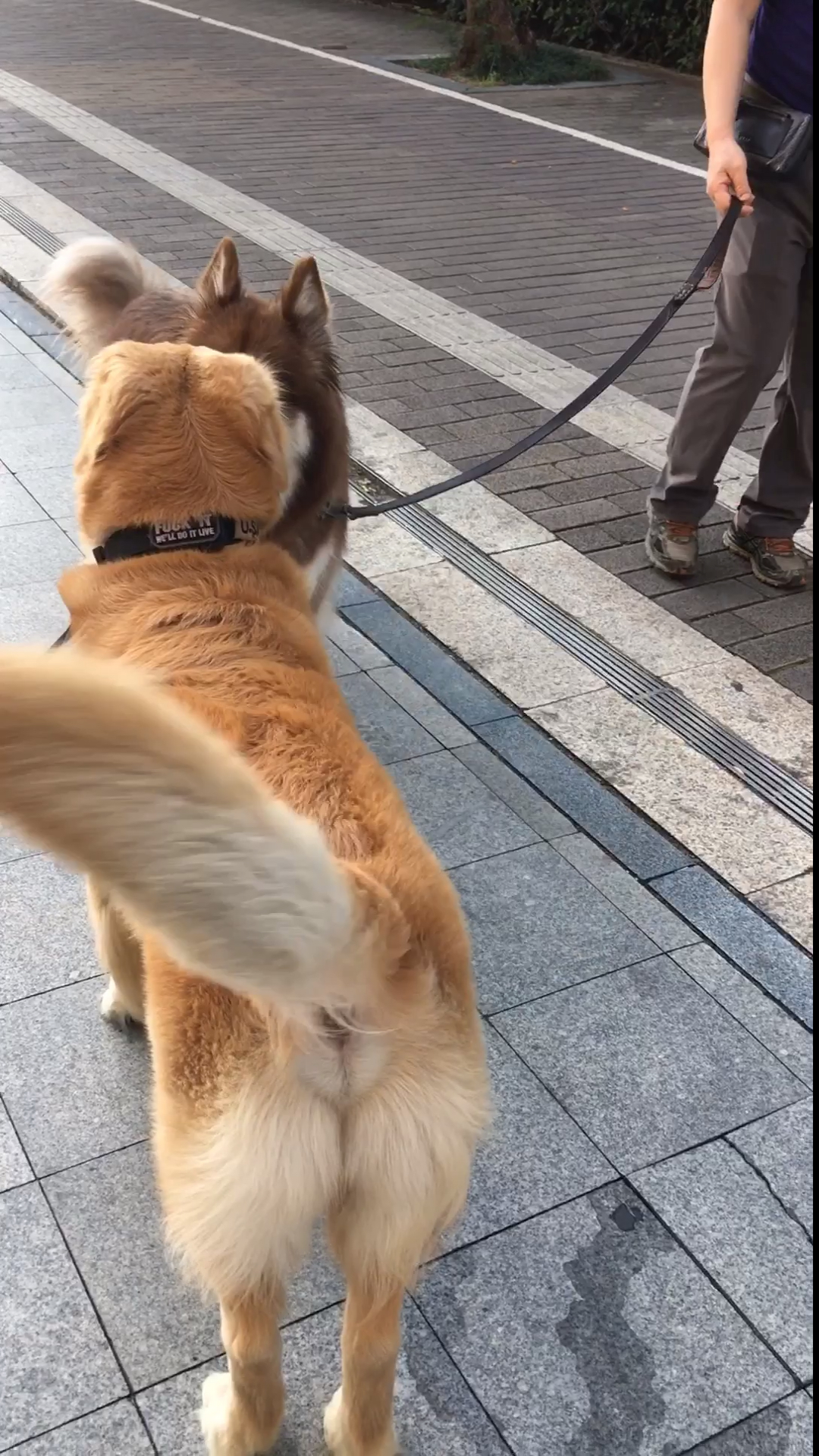 金毛#电动尾巴摇出新感觉