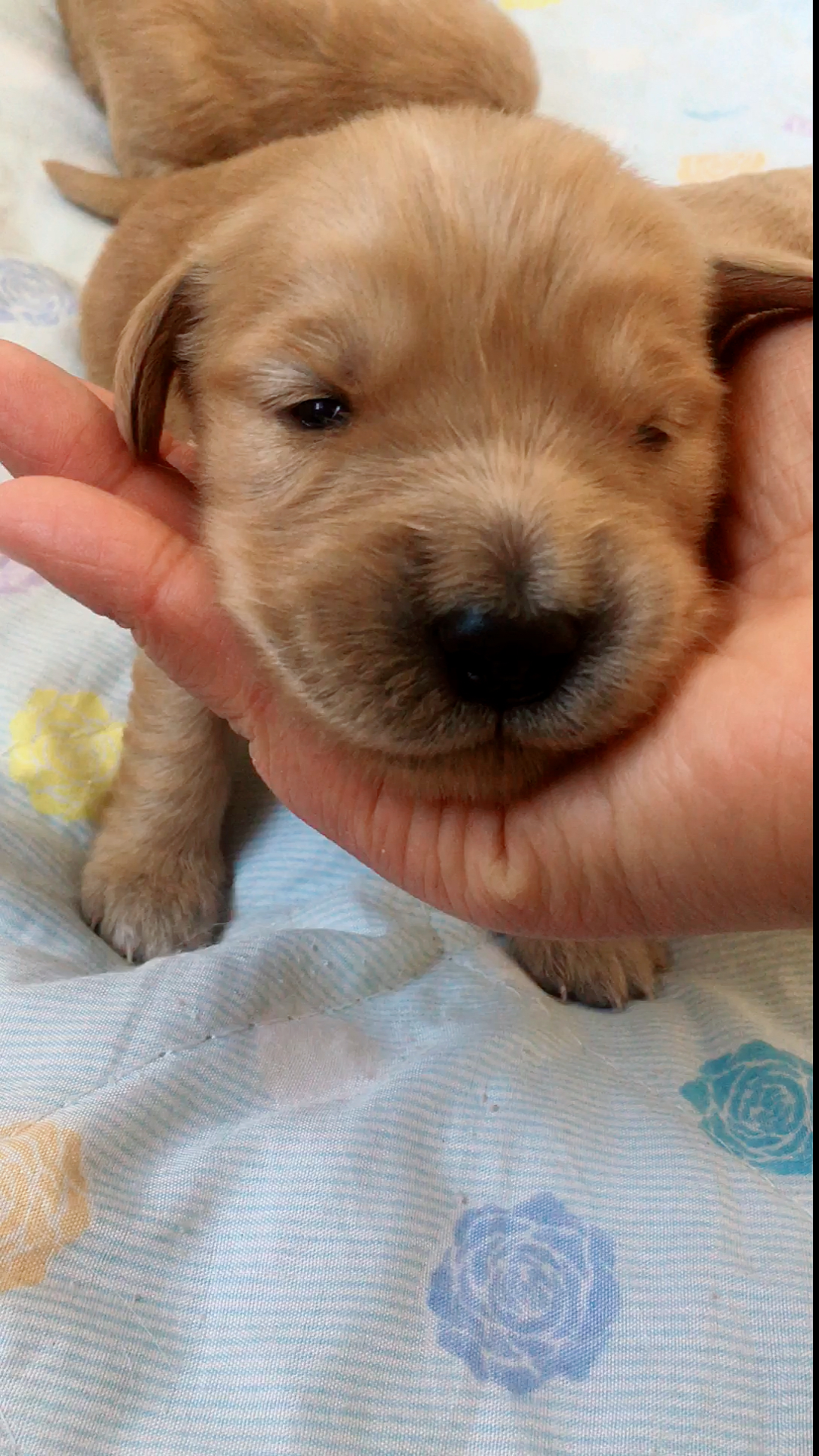 可爱的小金毛出生第十天,睁眼睛了-度小视