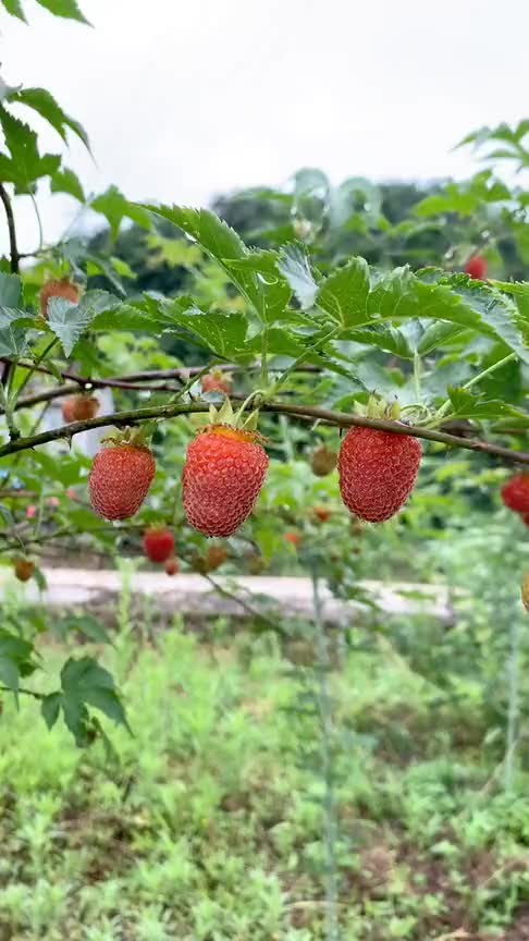 野树莓,能长的如此漂亮的还真是不多见了