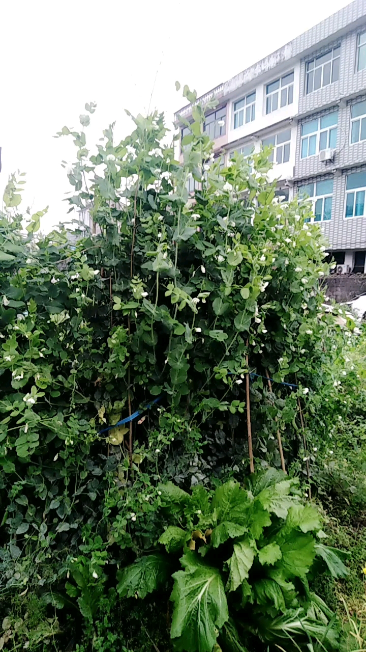 新年新气象#两米多的豌豆藤