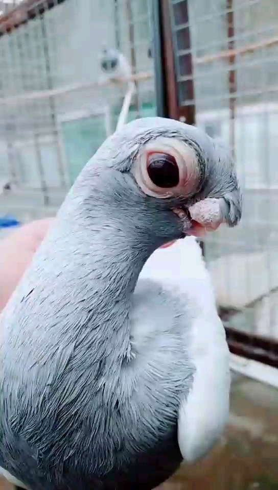 新疆观赏鸽疆系蓝头雄,2014年10月出生,15年16.17.18.19年五次冠