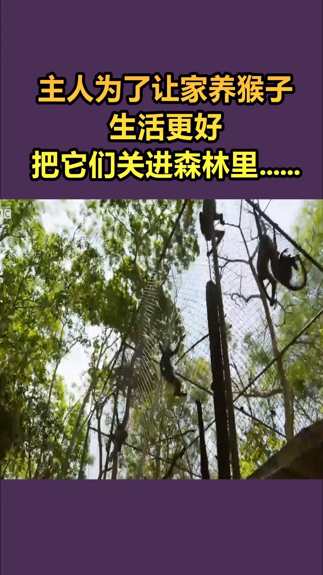 我要上热门#小猴子爬这么高,攀岩能力太强了