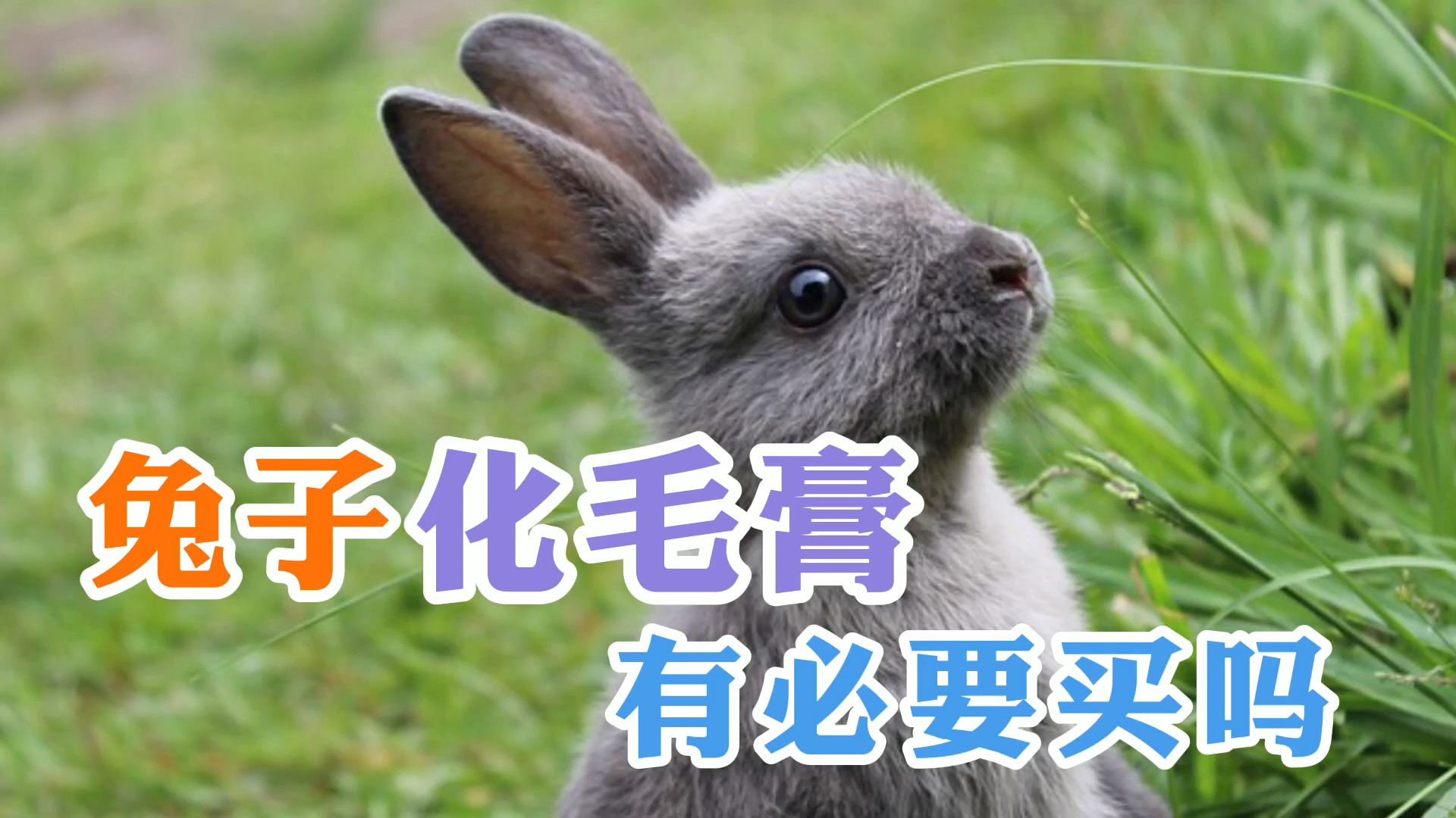 兔子有舔毛梳理身体的习惯也会通过舔舐其他兔子的毛发来表达自己的