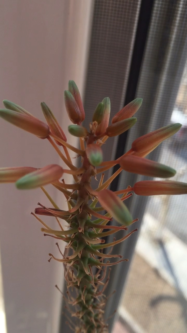 龙爪也开花,你见过吗?