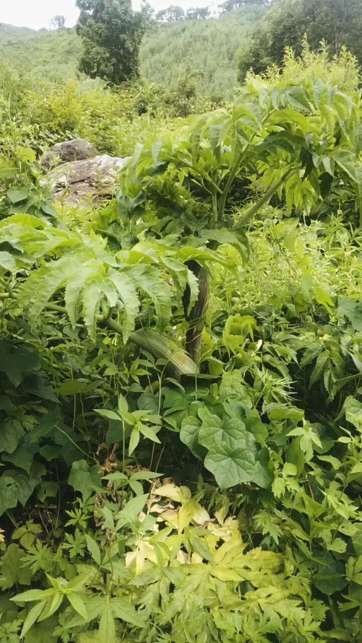 走马芹的药用价值,你了解多少呢?-度小视