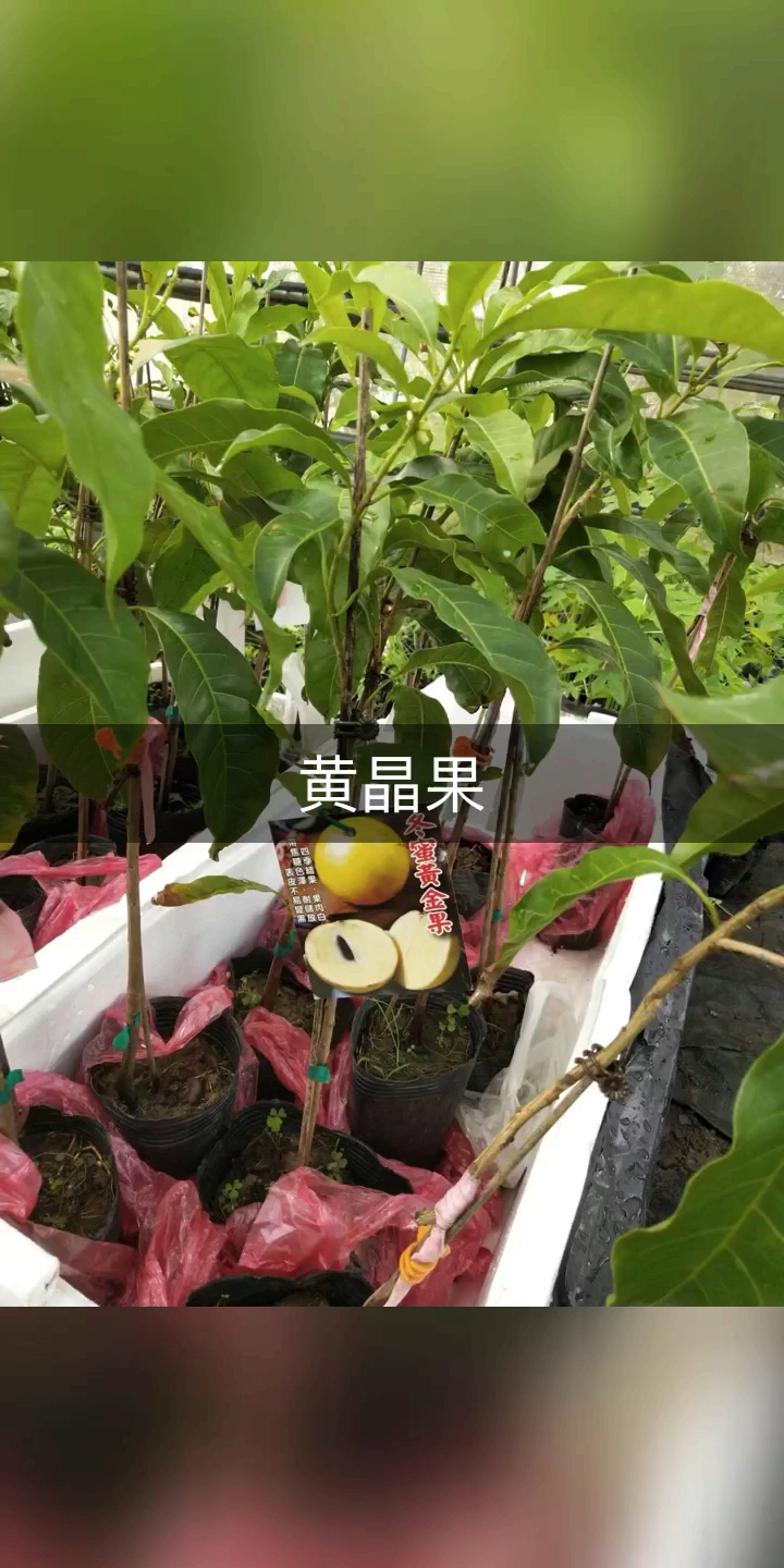 水果#黄晶果,台湾原苗引进.